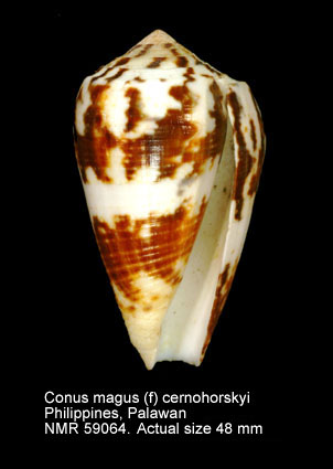 Conus magus (f) cernohorskyi.jpg - Conus magus (f) cernohorskyiMotta,1983